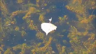 Гуляет в парке бабье лето!