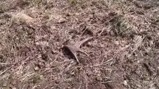 Березовая гора встречя с медведем.