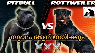 Pitbull Vs Rottweiler Malayalam | Rott Kerala | APBT | Breed comparison