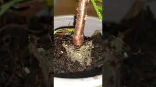 #туя