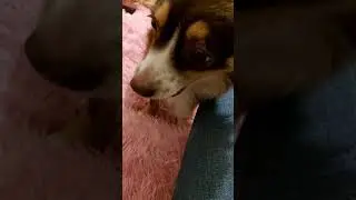 собака разговаривает