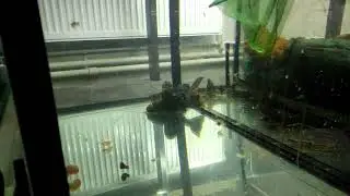вылавливаем псевдоплатистому бабочку- перуанскую