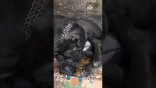#canecorso KÖPEĞİMİZİN DOĞUM ANI ve YAVRUMUZUN KESEDEN ÇIKIŞ ŞEKLİ #faydalıbilgiler