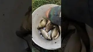за два часа. Котики будут счастливы.