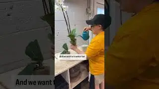 Ice Cubes & Orchids?? Orchid Watering Tips