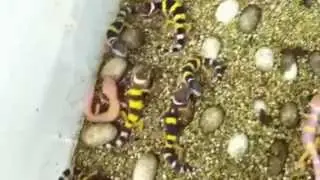 Incubator Insider - Blanket Box