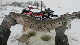 Щучий сезон начался!!!