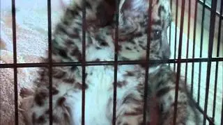 Baby Animals Compilation