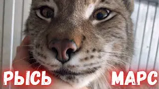 Ласковый Рысь Марс : кайфушник и проказник😸