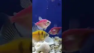 Glofish Tetra 😉