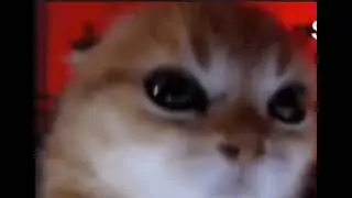 Sh*ting cat meme