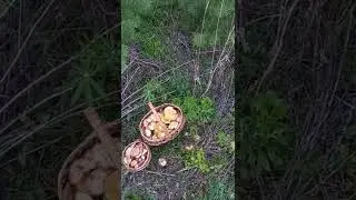 ❗Вечерний сбор маслят 😉👍❗