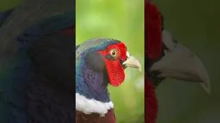 Swarovski Optik ATX95+VPA2 #atx95 #vpa2 #birdwatching #digiscoping #iphone15pro #modena #nature