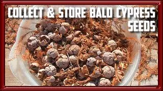 How to Collect and Store Bald Cypress Seeds