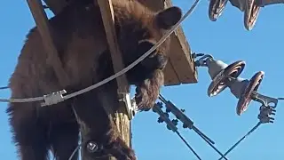 Электрики в шоке не знают, что делать! Медведь повис на проводах на огромной высоте