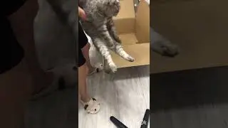 Распаковка топового кресла Cougar