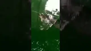 Секретный способ ловли сома на жабу #сом