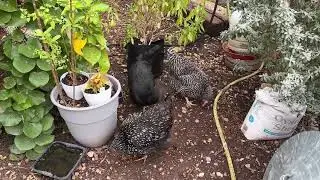 How to Help Your Backyard Chickens During a Molt