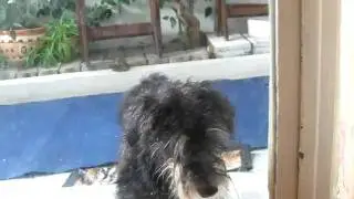 Lemme in damnit!