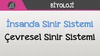 İnsanda Sinir Sistemi - Çevresel Sinir Sistemi