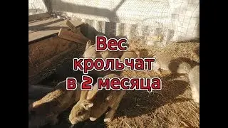 Rabbit weight Вес кроликов в 2 месяца, скорость роста крольчат