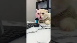 aw Aaaa  biili sound #shorts #tiktok #biili #cat #catlover #BIILI