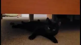 Adopt shy kitten Gully