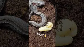 Breeding Dragon Snakes- AquaTerra Exotic Pets