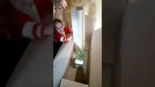 Отзыв Агромаркет (Відгук) Барбариси тунберга, вейгела, троянда