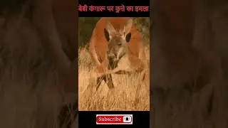 kangaru vs dog  