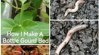 How I Make A Bottle Gourd Bed With Home Made Compost