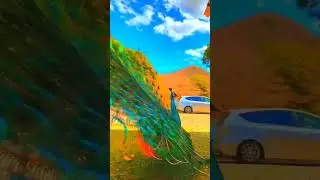 PAVO REAL - COMO LE LLAMAN EN TU PAIS