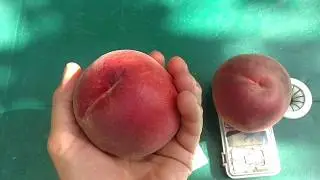 Персик Роял Эстет. Отзывы и видеообзор от питомника Макси Сад.