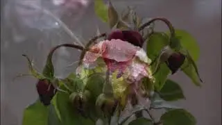 The rose buds are not blooming and are drying up. The cause must be found and eliminated.