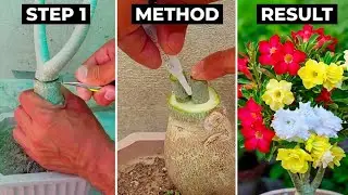 Simple Method To Graft Desert Rose | How To Graft Adenium Plant