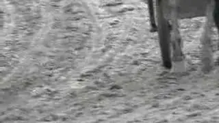 Horse gaits