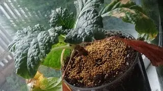 mandrake 2 год