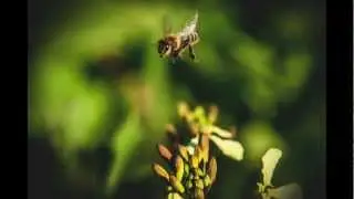 Photoessay Lab - Biotic Communities