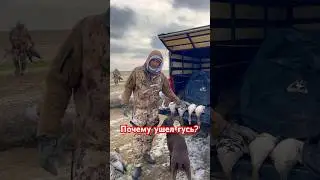 Почему ушел гусь? 