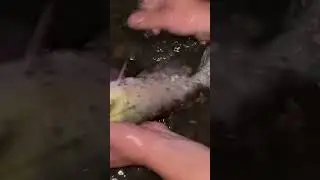 Сом! Канадец!? #shorts #short #fishing #рыбалка