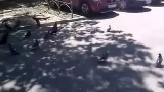 Замершие голуби на улице