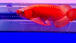 Ikan Arwana Super Red TERMAHAL•Berkelas Dunia💯