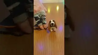 Man freed the dog from its chains. #shorts #shortsvideo