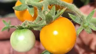 How to keep your garden healthy. See our innovative cooling measures you can use at home! #garden