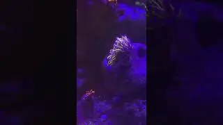 Рифовый аквариум на закате #reef #reels #top #new