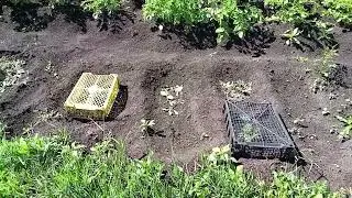 1июля,деревенские будни.
