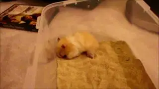 Sammi Sand Bath