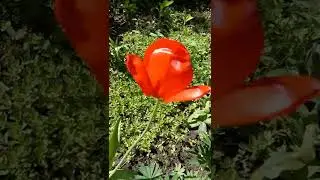 ТЮЛЬПАН ПОМИДОРОВЫЙ))