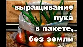 Супер способ выращивания лука в пакете, без земли: зелень круглый год
