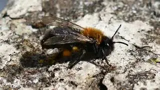 facts about Honey bees